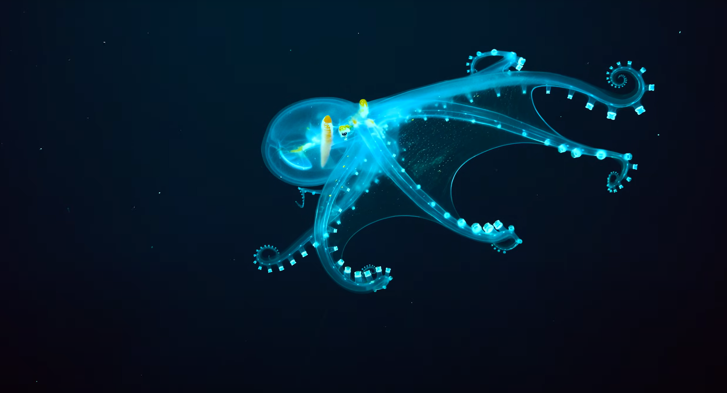 GLASS OCTOPUS